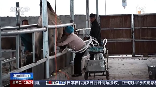 配资信息网配资 砥砺奋进七十载 天山南北谱华章｜从沙漠之舟到产业之舟 新疆骆驼产业用上智能化生产线